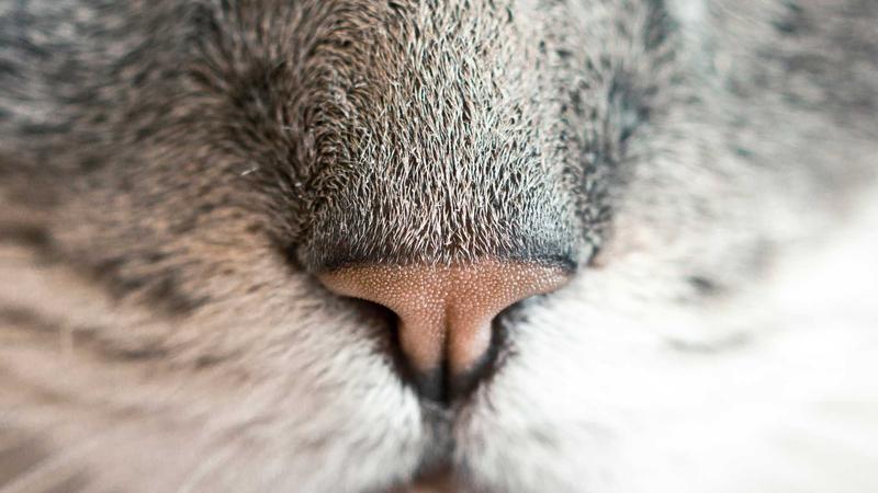 商品レビュー（ASIN: B0DV8Q7HZC）